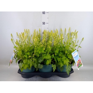 Heucherella  'Pink Revolution'