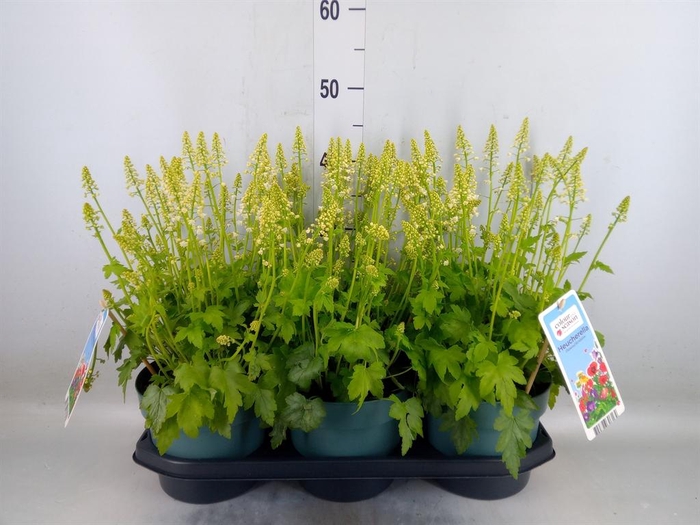 <h4>Heucherella  'Pink Revolution'</h4>