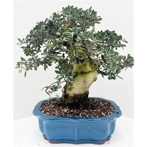 Olea europaea, pot 42cm. Height 65cm. (single item)