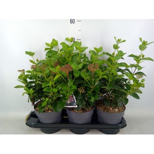 Viburnum tinus
