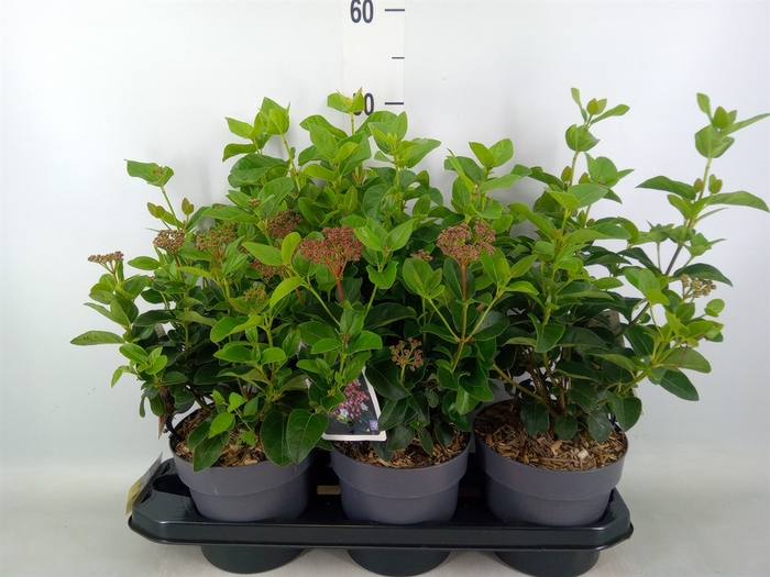 <h4>Viburnum tinus</h4>