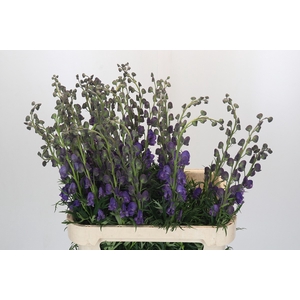 Aconitum Napellus