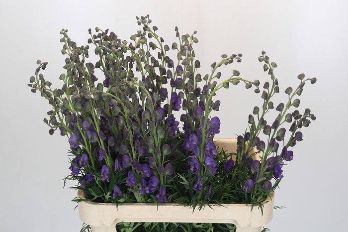 <h4>Aconitum Napellus</h4>