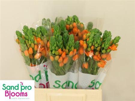 <h4>Ornit Db Sunray</h4>