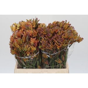 Anigozanthos Bush Blitz