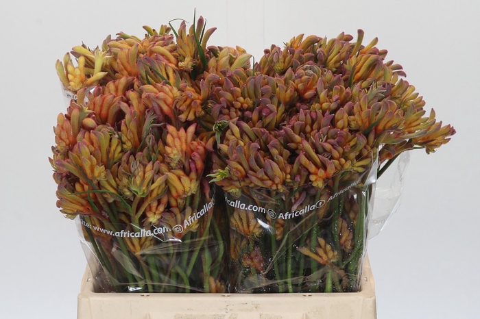 <h4>Anigozanthos Bush Blitz</h4>