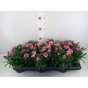 Dianthus  'Oscar Pink And Purple'