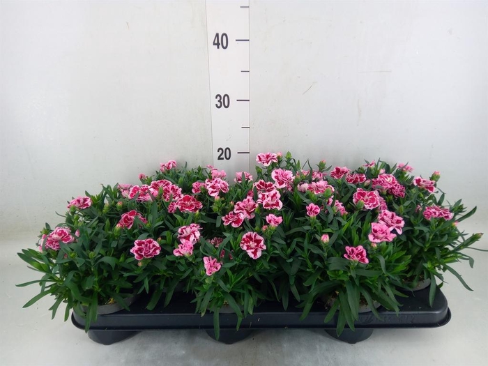 <h4>Dianthus 'Oscar Pink And Purple'</h4>