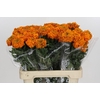 Tagetes Marigold Promise Orange