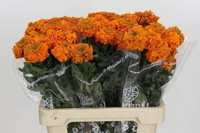 <h4>Tagetes Marigold Promise Orange</h4>