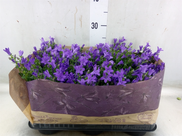 <h4>Campanula porten. 'Blueone'</h4>