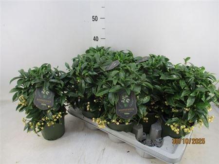 arr8 Ardis Cr Bos Pr Whit