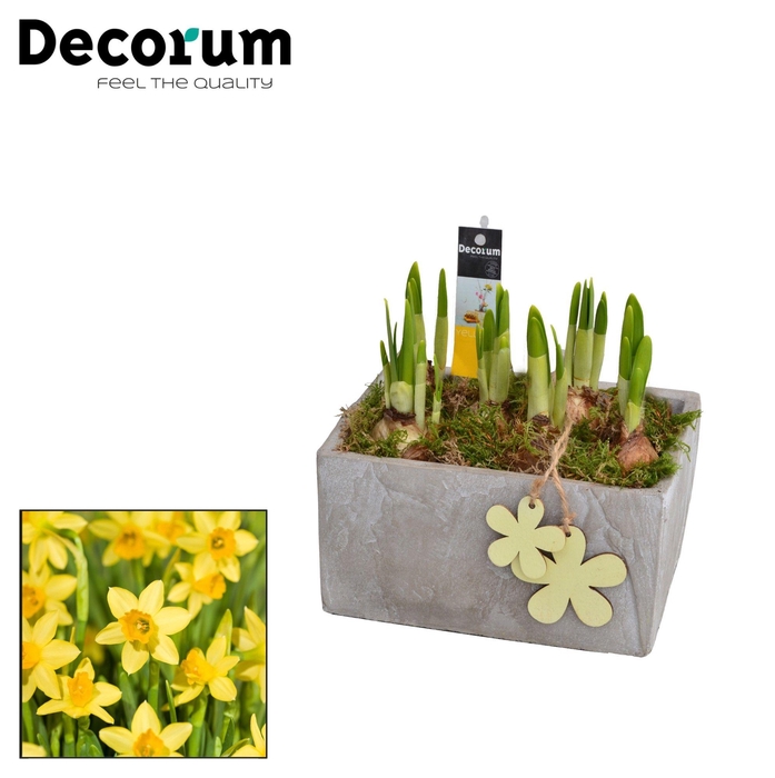 <h4>ARR NARCISSUS</h4>