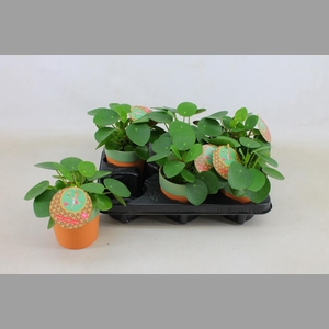 PILEA PEPEROMIOIDES