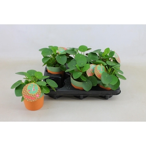 Pilea Peperomioides