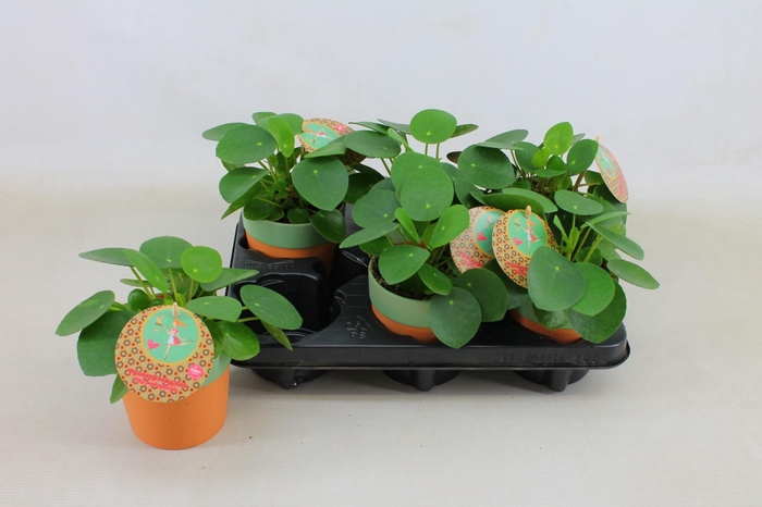 <h4>PILEA PEPEROMIOIDES</h4>