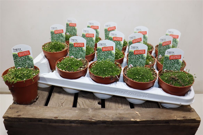 <h4>Sagina Subulata</h4>