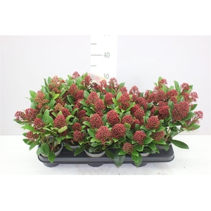 Skimmia Jap. Rubella 7+