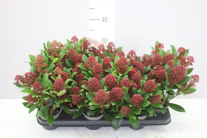 <h4>Skimmia Jap. Rubella 7+</h4>