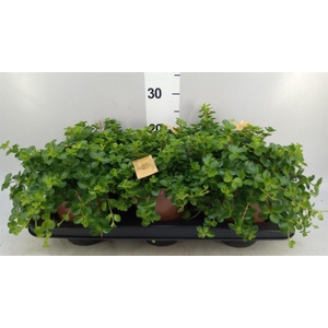 Peperomia rotundifolia