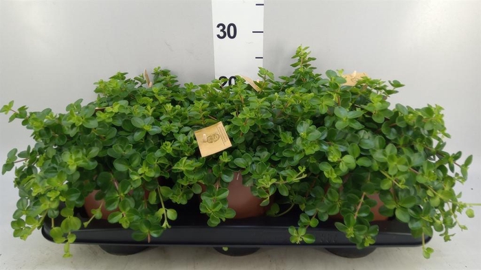 <h4>Peperomia rotundifolia</h4>