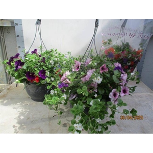 HANGING BASKETS