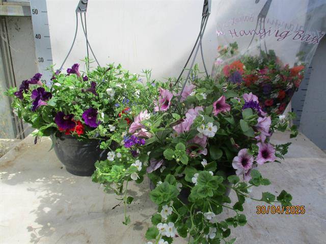 <h4>HANGING BASKETS</h4>