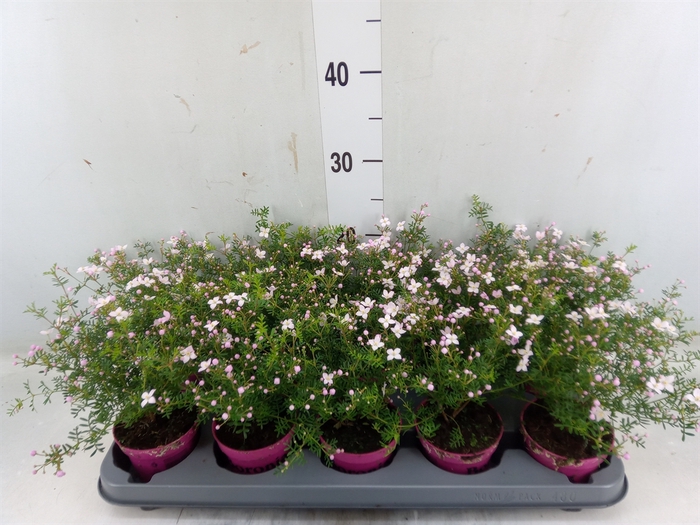 <h4>Boronia anemonifolia Pink Star</h4>