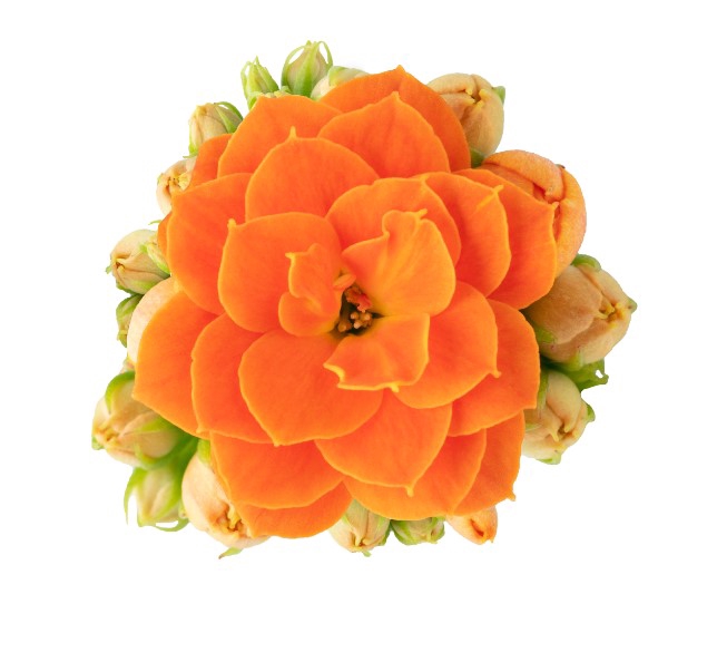 <h4>KALANCHOE CALANDIVA P6 ORANJE METAALHOES</h4>