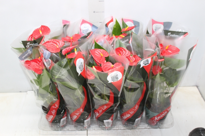 <h4>ANTHURIUM ESUDO P12</h4>