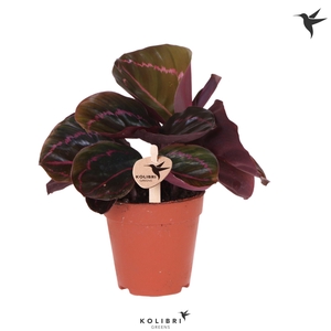 Kolibri Greens Calathea Dottie