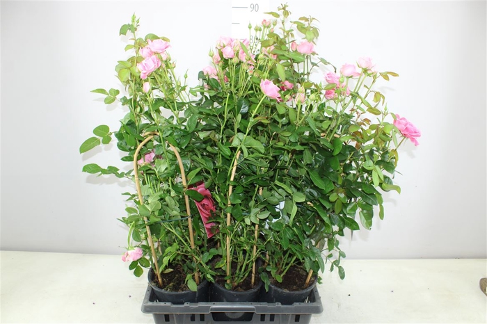 <h4>Rosa Fl Pink Dubbele Boog</h4>