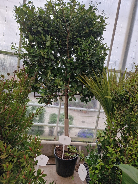 <h4>LIGUS JAPONICUM</h4>