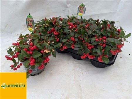 <h4>Gaulth Pr Big Berry</h4>