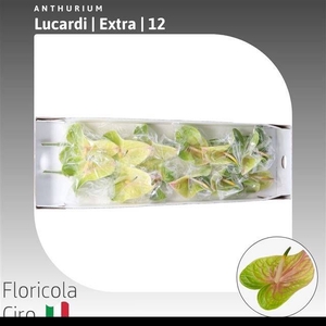 ANTH A LUCARDI