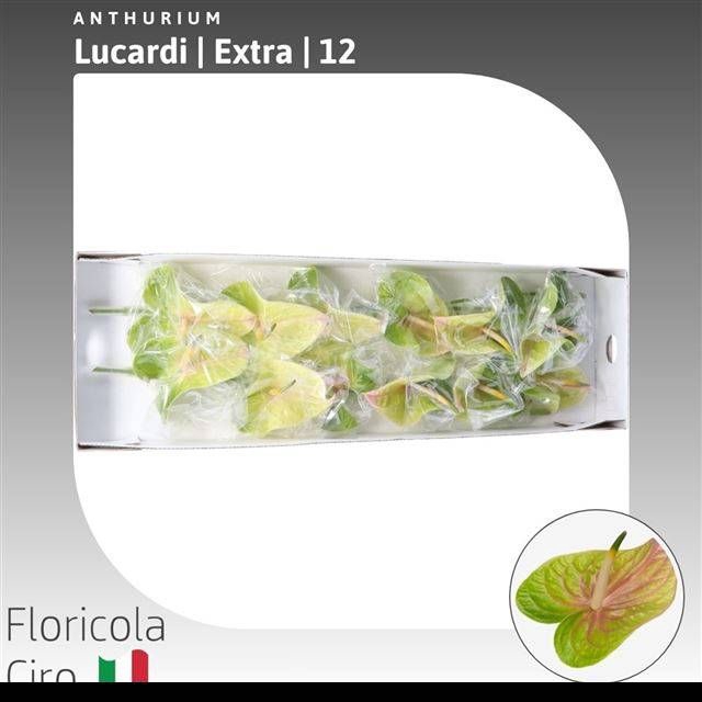 <h4>ANTH A LUCARDI</h4>