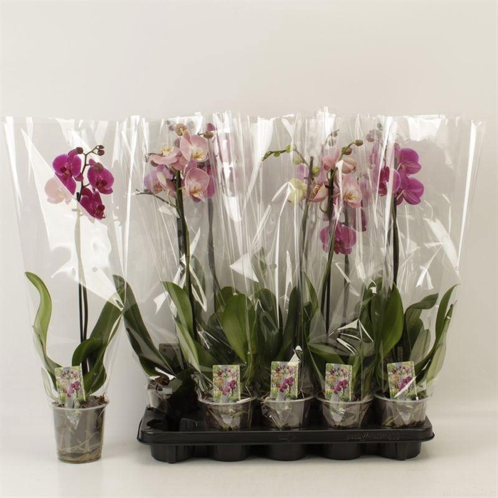 <h4>PHAL GEM</h4>