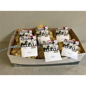 Bloembol Tulipa White