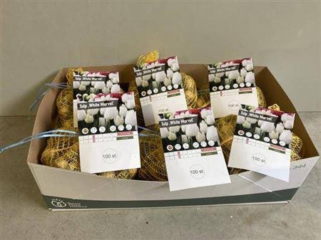 <h4>Bloembol Tulipa White</h4>