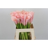 Zantedeschia Eydolls Pink