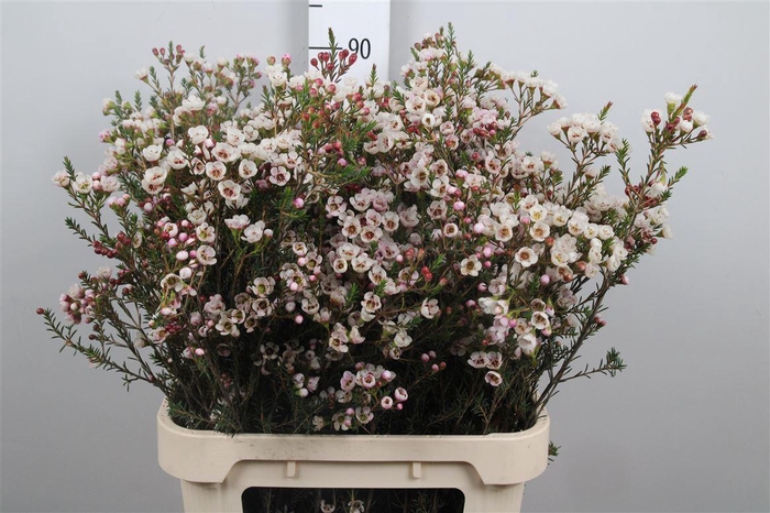 <h4>Chame Moonl Delight</h4>