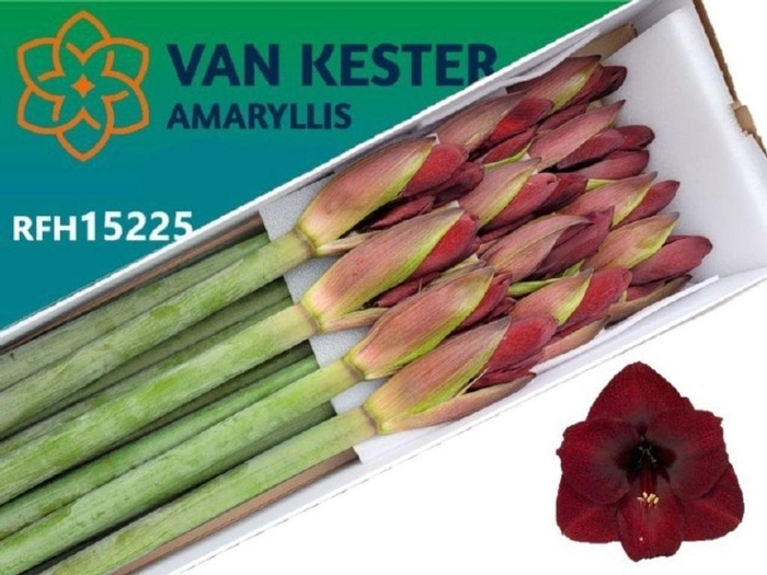 <h4>Hippeastrum night fever</h4>