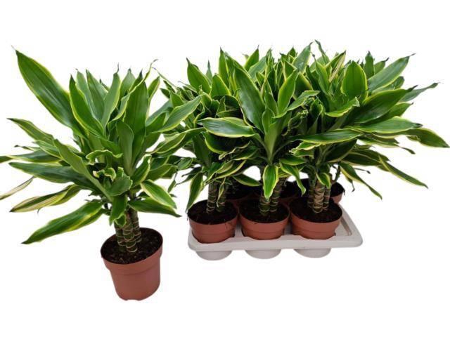 <h4>DRA FRAG GOLD COAST</h4>