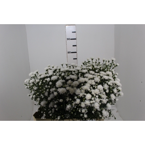 ASTER MARIANA 070 CM