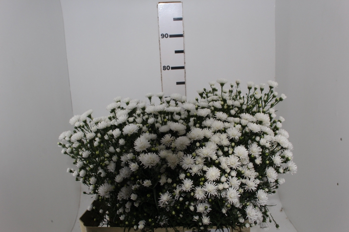 <h4>ASTER MARIANA 070 CM</h4>