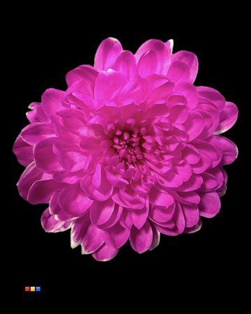 <h4>Chr T Altaj Cerise</h4>