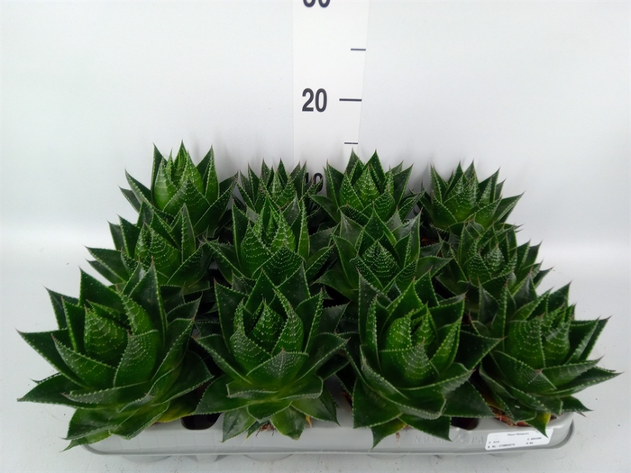 <h4>Aloe aristata 'Cosmo'</h4>