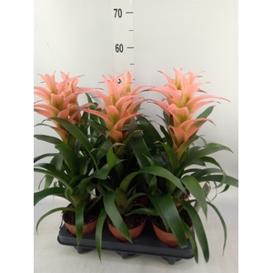 Guzmania  'Melissa'