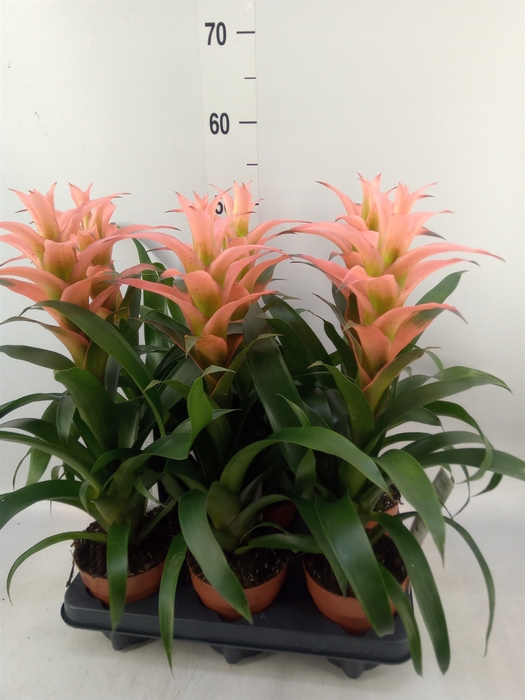 <h4>Guzmania  'Melissa'</h4>