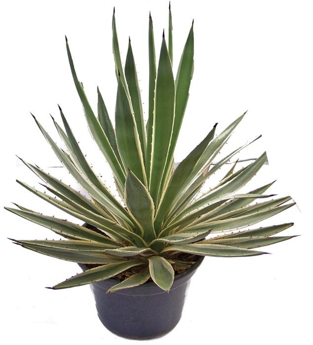 <h4>AGAVE ANGUSTIFOLIA TR3 25L</h4>